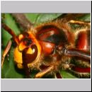 Vespa crabro - Hornisse 25b.jpg